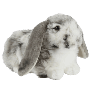 Dutch Lop Rabbit Emotional Support Stuffed Animal ESSA
