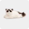 Ragdoll Plush Cat | Emotional Support Stuffed Animal | ESSA